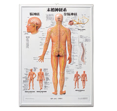 3D人体チャート