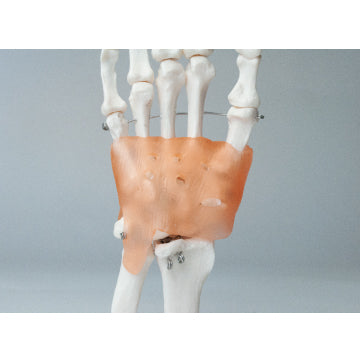手関節模型