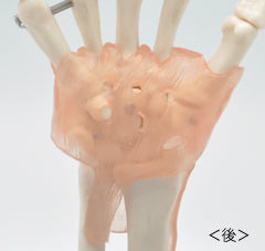 手関節模型