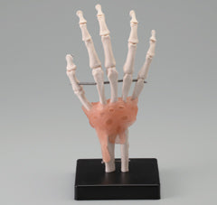 手関節模型