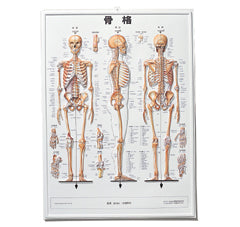 3D人体チャート