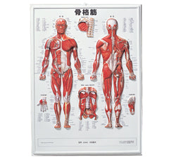 3D人体チャート