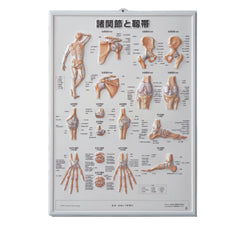 3D人体チャート