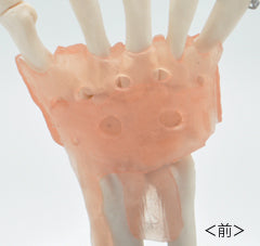 手関節模型