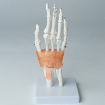 手関節模型