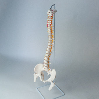 大腿骨付脊髄帯　神経整体模型