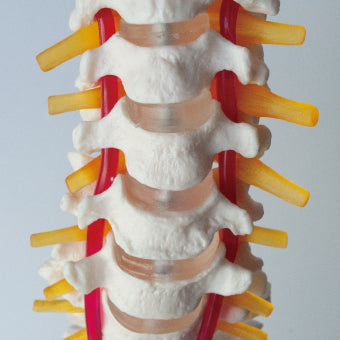 大腿骨付脊髄帯　神経整体模型