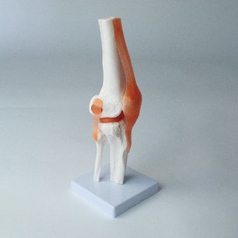膝関節模型