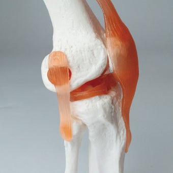 膝関節模型