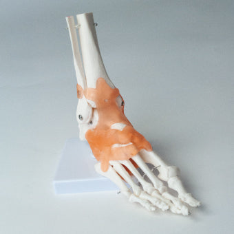足関節模型