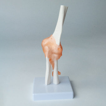 肘関節模型